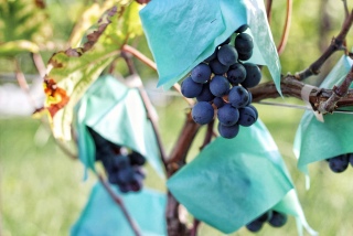 Harvest season